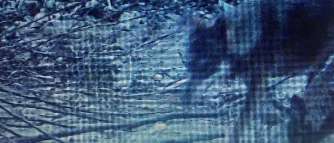 Lupi alle porte di Catanzaro, Coldiretti lancia l'allarme: «Ovini sbranati»