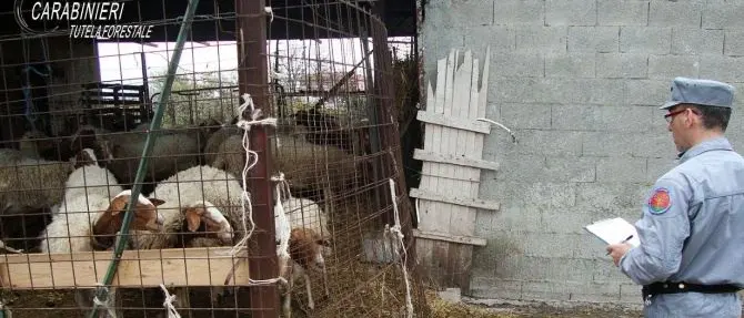 Controlli negli allevamenti cosentini, sequestri e sanzioni