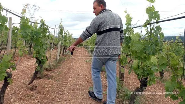 Emergenza cinghiali: «Saranno le aziende agricole ad estinguersi»