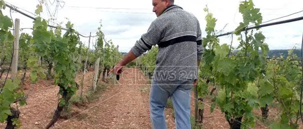 Emergenza cinghiali: «Saranno le aziende agricole ad estinguersi»