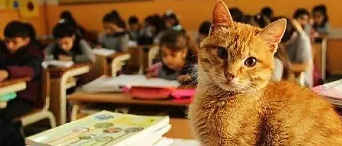 Shock a Gioia, bidello uccide a bastonate un gatto davanti agli alunni