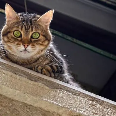 Gatto ucciso in una scuola di Gioia, la versione del bidello: «Si è ferito solo»