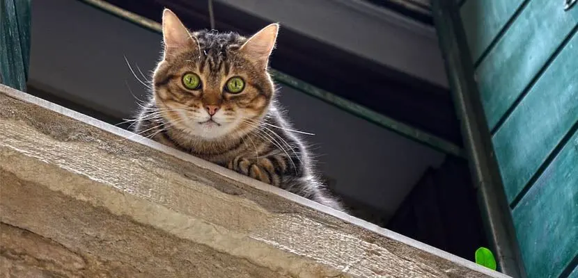 Gatto ucciso in una scuola, Frassinetti interroga il ministro Bussetti