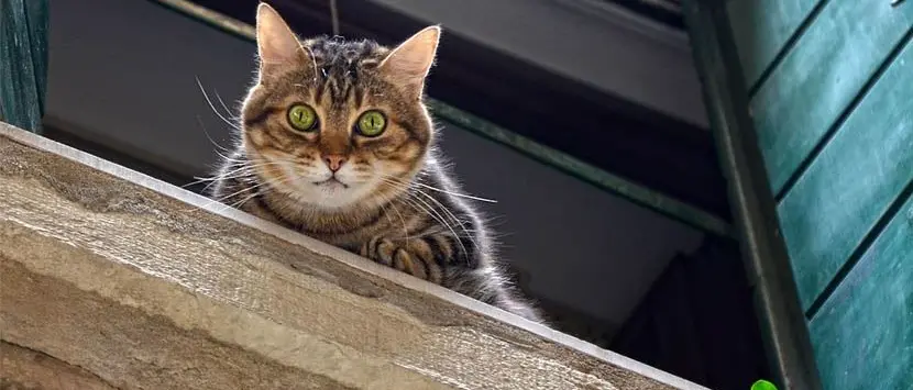 Gatto ucciso in una scuola, Frassinetti interroga il ministro Bussetti