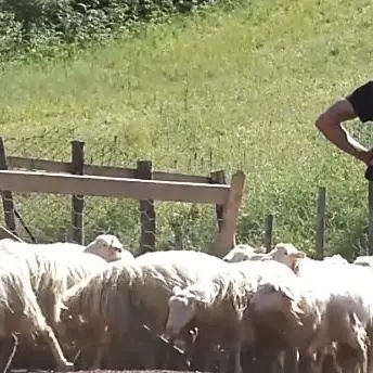 Lupi alle porte di Catanzaro: «Non diventino i nuovi cinghiali»