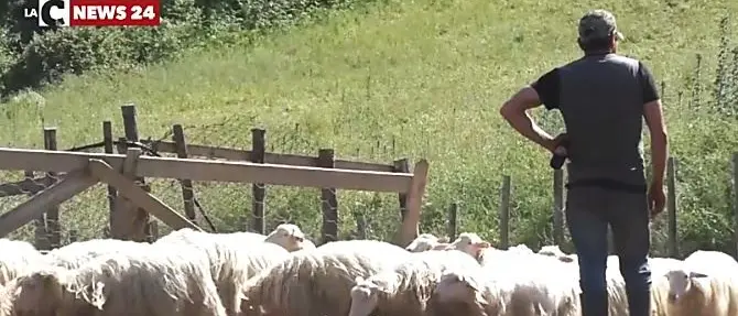 Lupi alle porte di Catanzaro: «Non diventino i nuovi cinghiali»