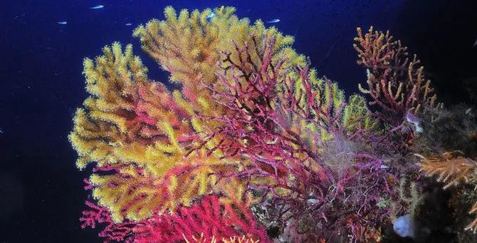 Calabria delle meraviglie, la vita marina sorprende i ricercatori: ecco le foto