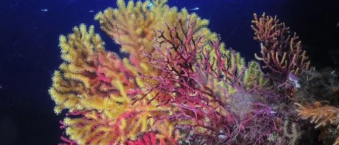 Calabria delle meraviglie, la vita marina sorprende i ricercatori: ecco le foto