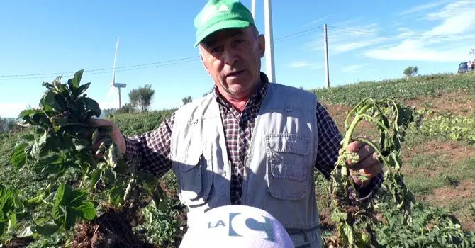 Curinga, gli agricoltori abbandonano i campi a causa dell'invasione dei cinghiali