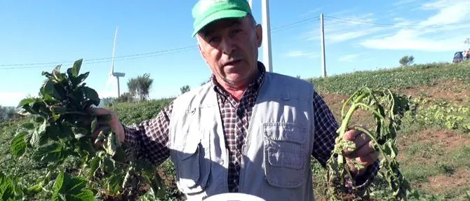 Curinga, gli agricoltori abbandonano i campi a causa dell'invasione dei cinghiali