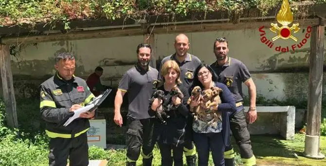 Cuccioli in una scarpata salvati dai vigili del fuoco nel Vibonese