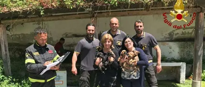 Cuccioli in una scarpata salvati dai vigili del fuoco nel Vibonese