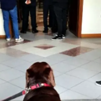 Il prete non lo fa entrare, cane disperato durante il funerale del padrone