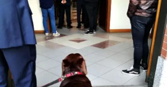 Il prete non lo fa entrare, cane disperato durante il funerale del padrone