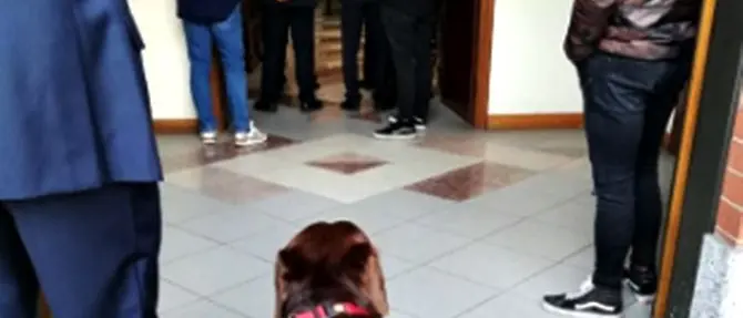 Il prete non lo fa entrare, cane disperato durante il funerale del padrone