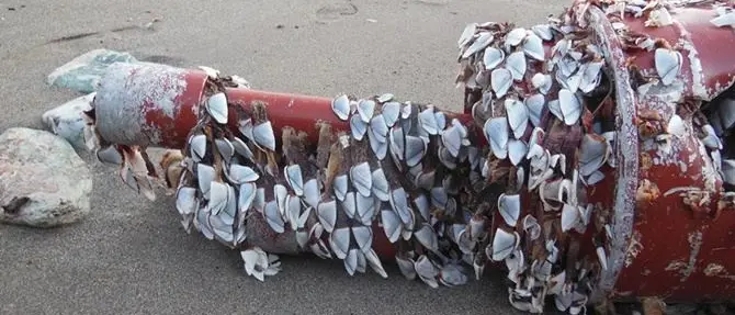 Cetraro, uno strano oggetto ritrovato sulla spiaggia di Lampetia