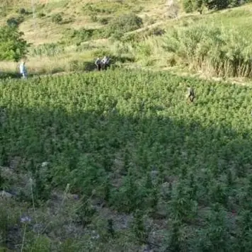 Nella Locride la filiera della marijuana da esportare a Roma: 27 arresti