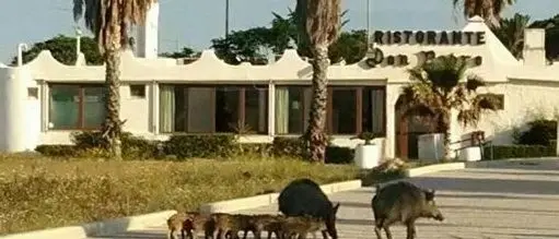 Emergenza cinghiali nel soveratese, cresce la preoccupazione tra i cittadini