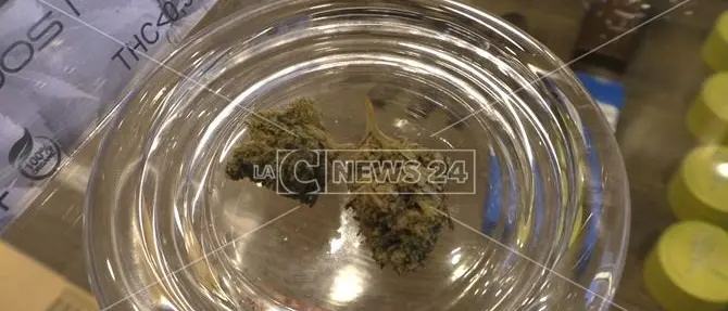 Stop alla vendita di cannabis light, i negozianti a Scalea: «Non chiudiamo, siamo in regola»