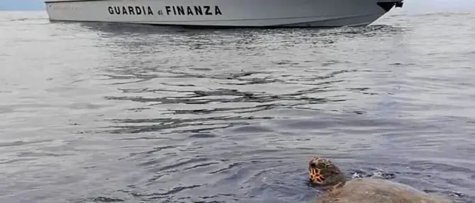 Tartaruga in difficoltà soccorsa al largo di Gioia Tauro