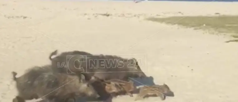 Cinghiali in spiaggia e nel centro abitato, cresce la preoccupazione a Soverato