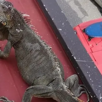 Iguana fugge dalla sua teca, recuperata dai vigili del fuoco