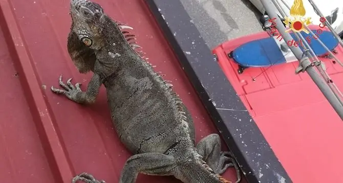 Iguana fugge dalla sua teca, recuperata dai vigili del fuoco