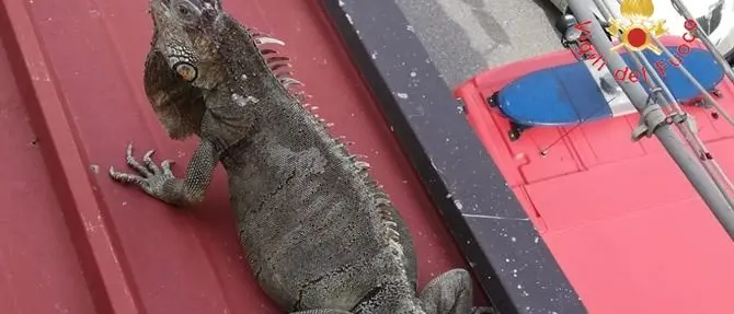 Iguana fugge dalla sua teca, recuperata dai vigili del fuoco