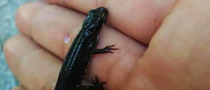 Raro tritone crestato avvistato nel Parco del Pollino