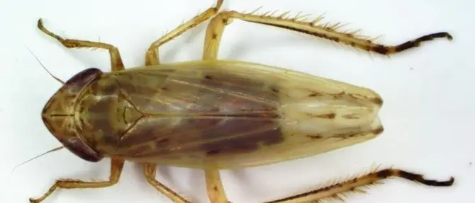 Biodiversità, scoperta in Aspromonte una nuova specie di insetto