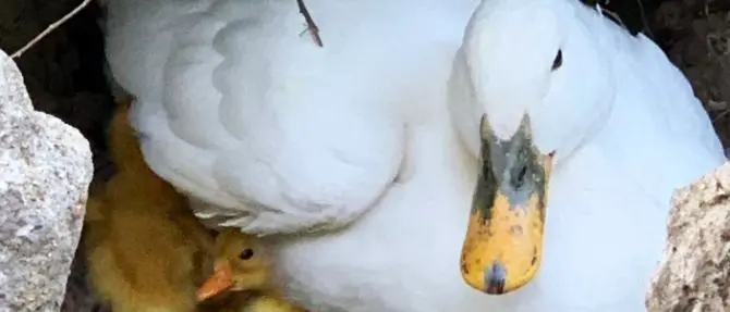 Reggio, lieto evento alla Villa comunale: nati pulcini d'oca