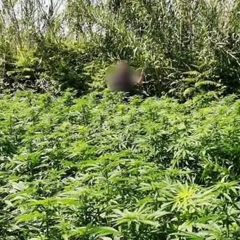 Maxi piantagione di marijuana scoperta nel Vibonese, due arresti