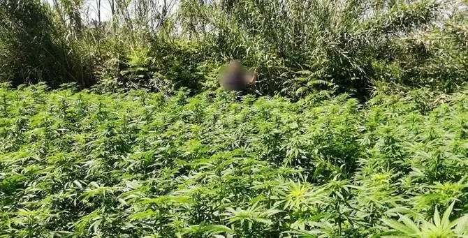 Maxi piantagione di marijuana scoperta nel Vibonese, due arresti