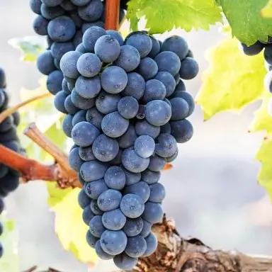 Vini di Calabria, nel registro nazionale varietà anche il “Magliocco dolce”