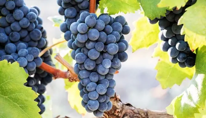 Vini di Calabria, nel registro nazionale varietà anche il “Magliocco dolce”