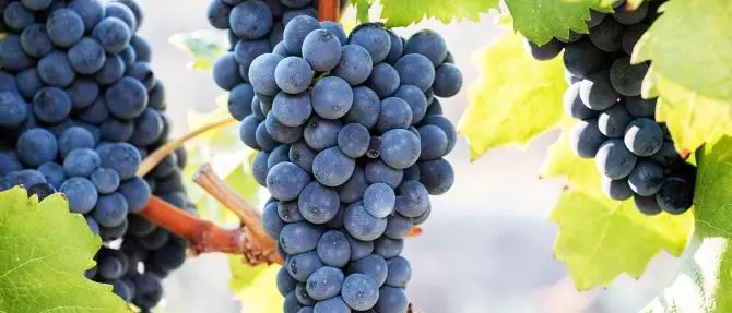 Vini di Calabria, nel registro nazionale varietà anche il “Magliocco dolce”