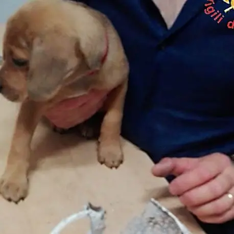 Rimane incastrato in un paralume, cucciolo soccorso dai vigili del fuoco