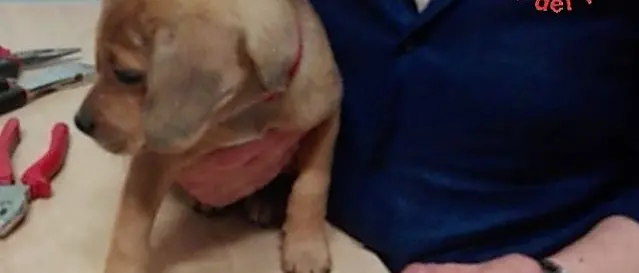 Rimane incastrato in un paralume, cucciolo soccorso dai vigili del fuoco