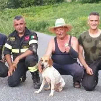 Cucciolo di segugio cade in un dirupo, salvato dai vigili del fuoco