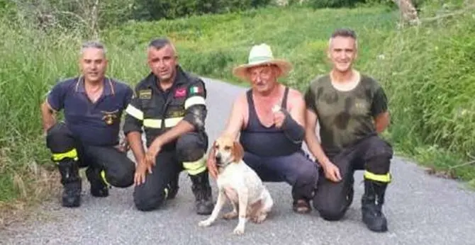 Cucciolo di segugio cade in un dirupo, salvato dai vigili del fuoco