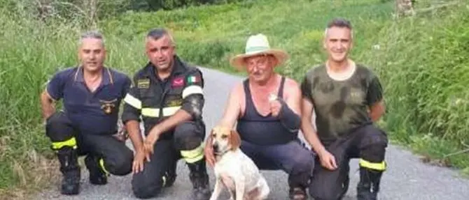 Cucciolo di segugio cade in un dirupo, salvato dai vigili del fuoco