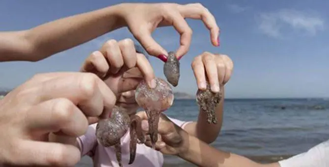 Un mare di… meduse, una biologa spiega come e perché sta cambiando tutto