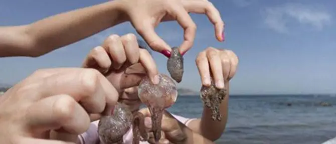 Un mare di… meduse, una biologa spiega come e perché sta cambiando tutto