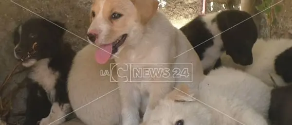 Emergenza animali abbandonati a Reggio. Volontari e attivisti: «Non ce la facciamo più»
