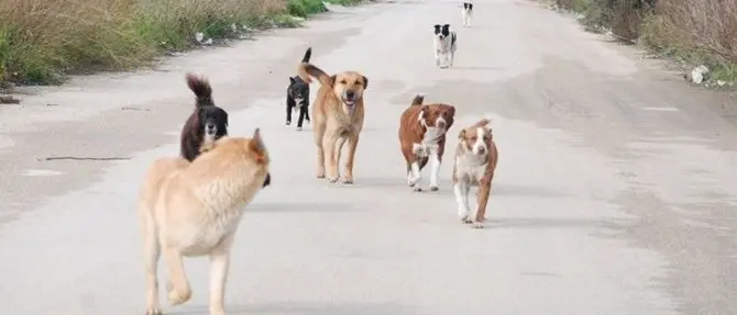 Randagismo, fenomeno allarmante: si mobilitano le associazioni calabresi