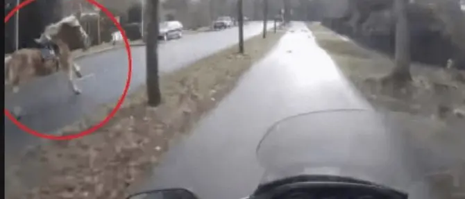 Tragico impatto con un cavallo in strada: motociclista muore sul colpo