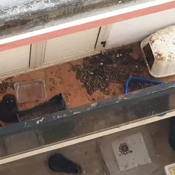 L'appello: «Salvate quei gatti, vivono in condizioni precarie su un balcone»