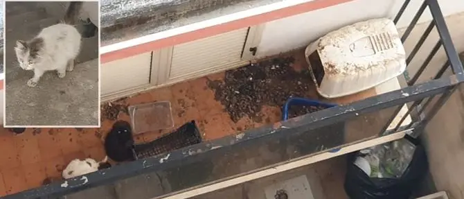 L'appello: «Salvate quei gatti, vivono in condizioni precarie su un balcone»
