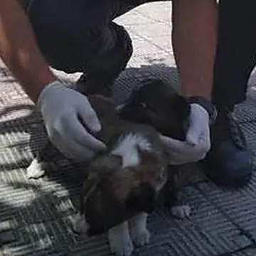 Cuccioli abbandonati soccorsi dai carabinieri a Oppido