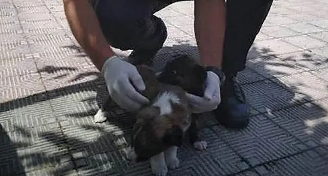 Cuccioli abbandonati soccorsi dai carabinieri a Oppido